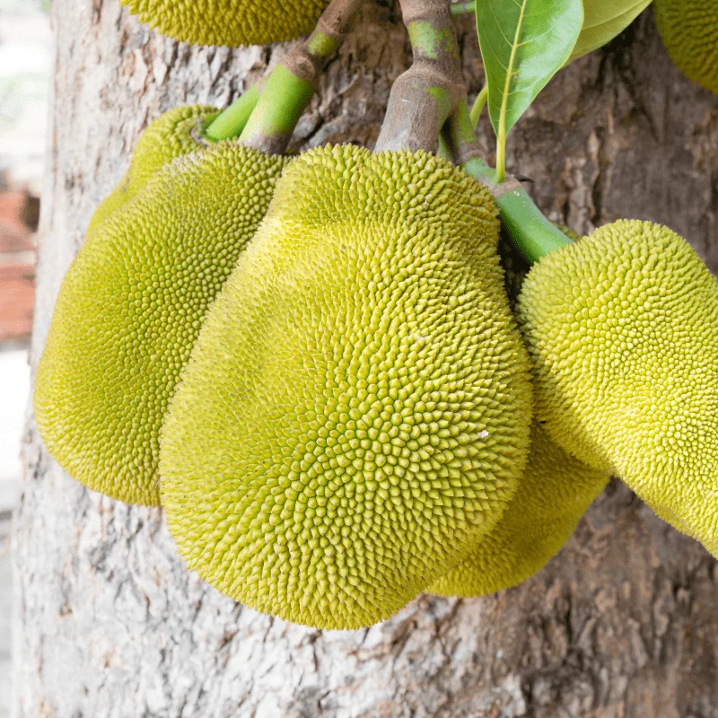 Czy jackfruit to owoc chlebowca