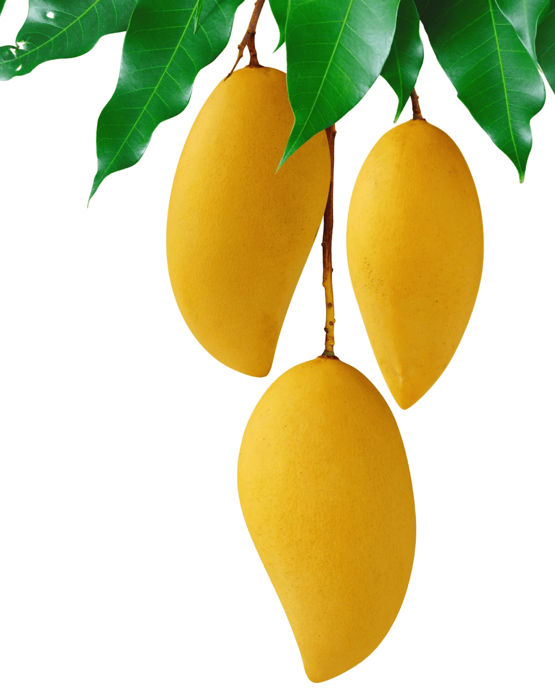 co sprawia że mango jest jumbo.png